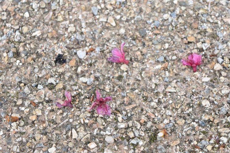 沖縄の桜５ さくら,サクラ,ピンクの写真素材