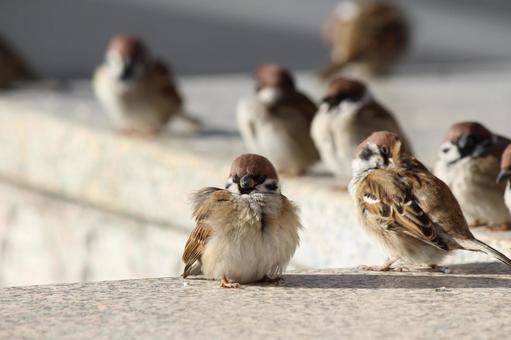 Photo, bird, rest, sunny place, 