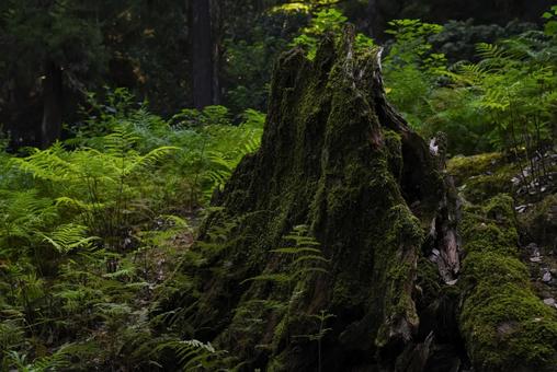 苔むした切り株とシダの森の風景 苔むした切り株とシダの森の風景の写真