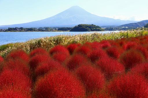 コキアの紅葉と富士山の絶景(大石公園) コキアの紅葉と富士山の絶景(大石公園)の写真