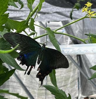アゲハ蝶 アゲハ蝶 蝶,ちょうちょ,アゲハの写真素材