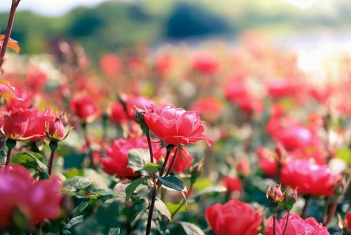 バラ園の薔薇 バラ園の薔薇の写真
