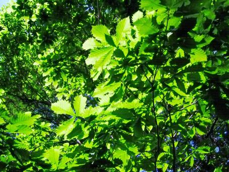 ミズナラの新緑 [改良版] ミズナラ,ブナ科,新緑の写真素材