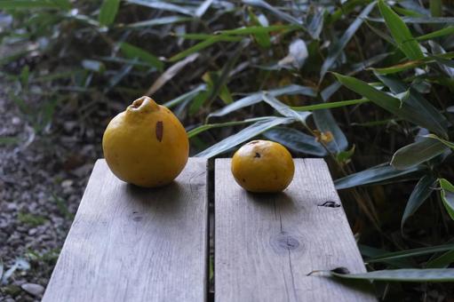 花梨 かりん,カリン,花梨の写真素材