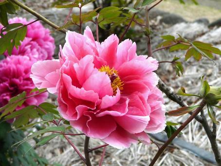 ピンクの牡丹 ピンクの牡丹 花,植物,ピンクの写真素材
