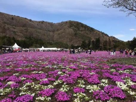 芝桜 芝桜の写真