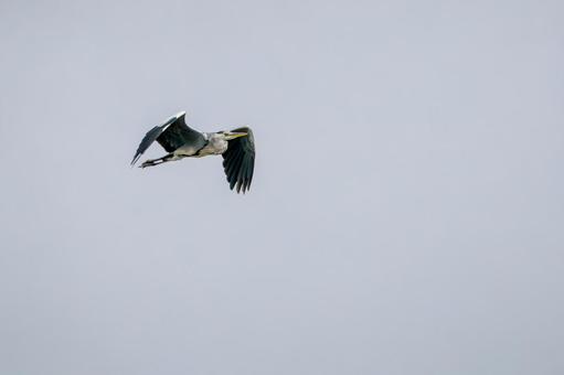 アオサギの飛翔⒀ アオサギの飛翔⒀の写真