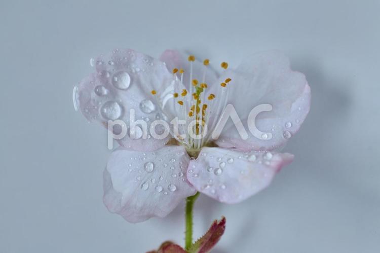 桜のマクロ撮影 桜,さくら,サクラの写真素材