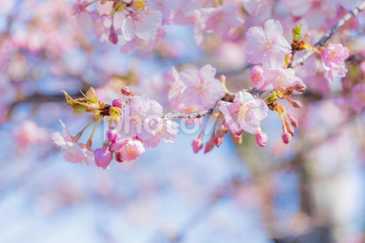 ピンク色の可愛い桜　河津桜 桜,河津桜,花の写真素材