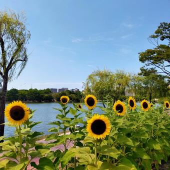 花 花 福岡,大濠公園,夏の写真素材