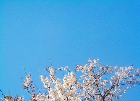 桜 桜の写真