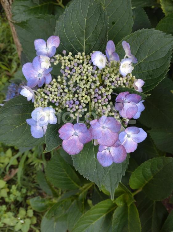 あじさい／紫・咲き掛け／その2 あじさい,紫陽花,アジサイの写真素材