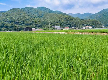 静岡県伊豆市小土肥の田んぼの風景 水田,田圃,稲作の写真素材