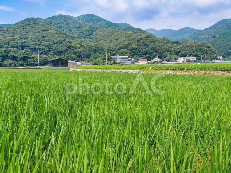 静岡県伊豆市小土肥の田んぼの風景 水田,田圃,稲作の写真素材