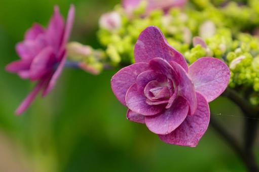 Hydrangea, JPG