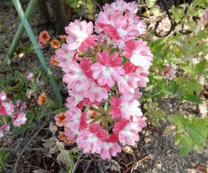 【花の写真】バーベナ 【花の写真】バーベナ バーベナ,花,植物の写真素材