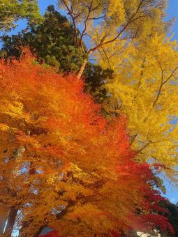 紅葉 紅葉 紅葉,京都,もみじの写真素材