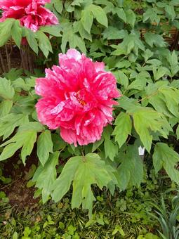 牡丹の花 牡丹の花の写真