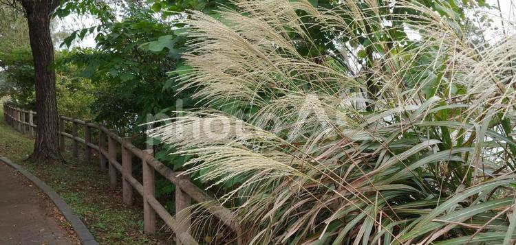 炉端のススキ群生 ススキ,すすき,植物の写真素材