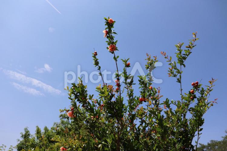 初夏の緑と青空 初夏,自然,花の写真素材