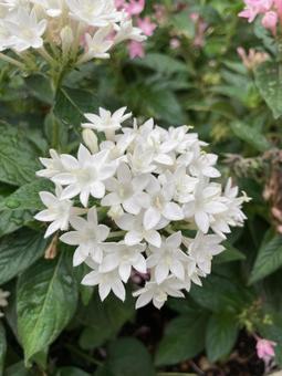 白い花 白い花 花,白,植物の写真素材