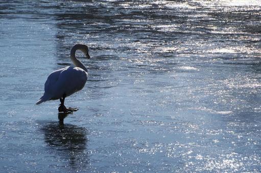 白鳥 白鳥,池,一羽の写真素材