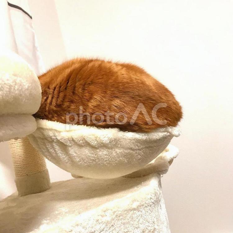 睡眠中の猫 猫,ねこ,キャットタワーの写真素材