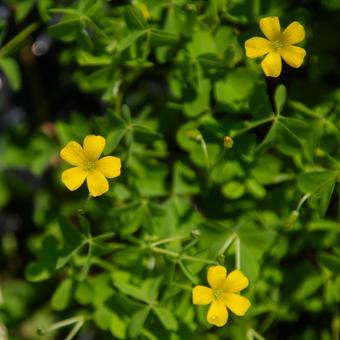 Photo, katabi, weed, weed oxalis, 
