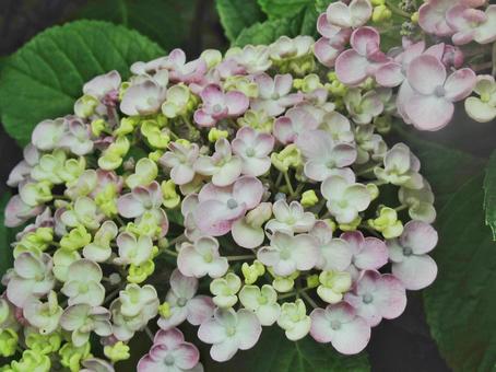 淡い大きなアジサイの花 淡い大きなアジサイの花の写真