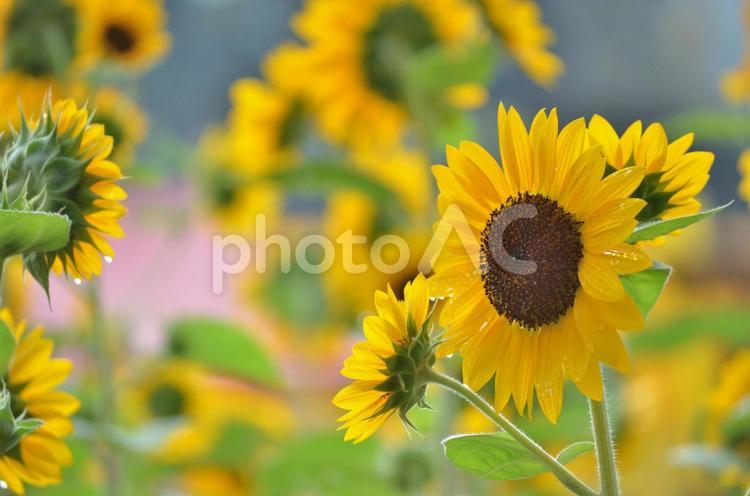 花の素材_雨上がりのヒマワリ ヒマワリ,向日葵,黄色の花の写真素材