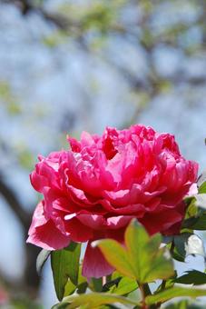 Photo, button, flower, plant, 