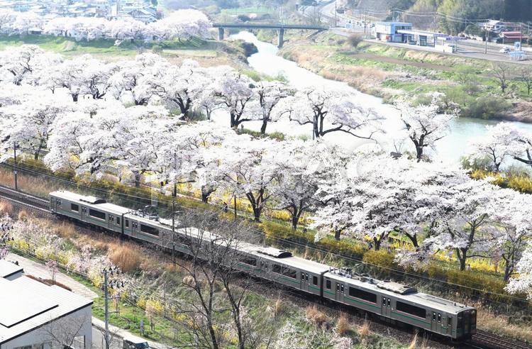 白石川の桜（宮城県）春、 桜,春,ホワイトの写真素材