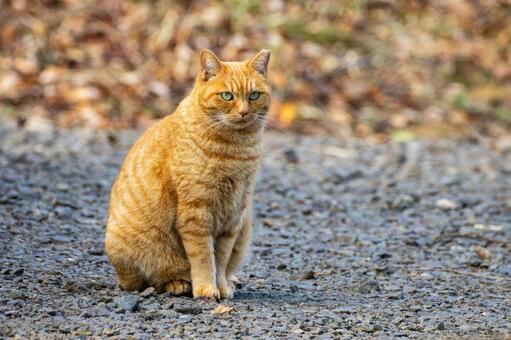猫(276) 猫,食肉目,ネコ科の写真素材