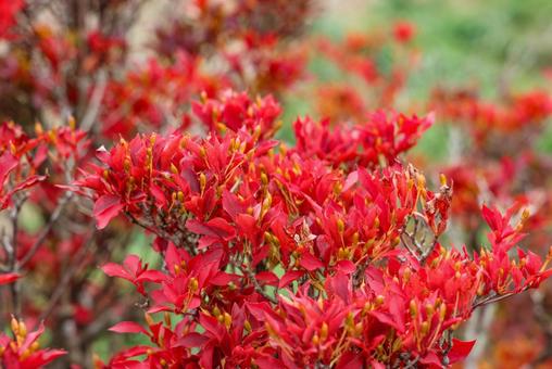 紅葉したドウダンツツジ　クローズアップ 紅葉,葉,色づきの写真素材
