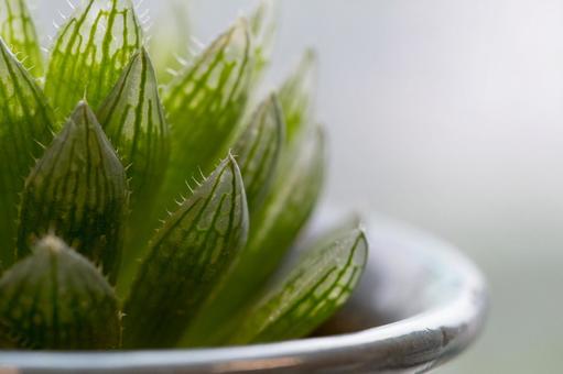 観葉植物 観葉植物の写真