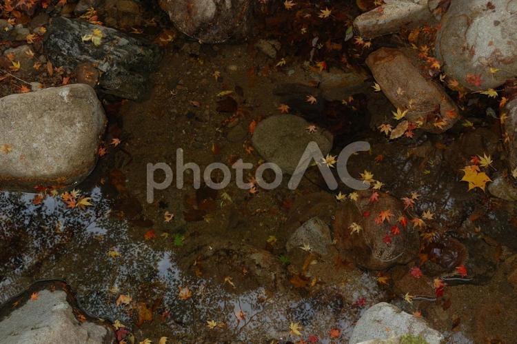 水面に浮かぶもみじ もみじ,紅葉,水面の写真素材