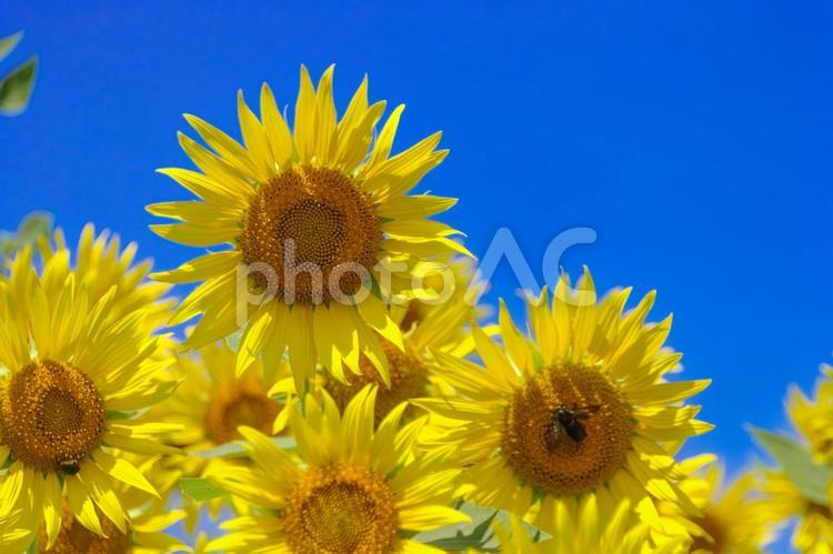 夏、ひまわりの花、青空 植物,花,ひまわりの写真素材
