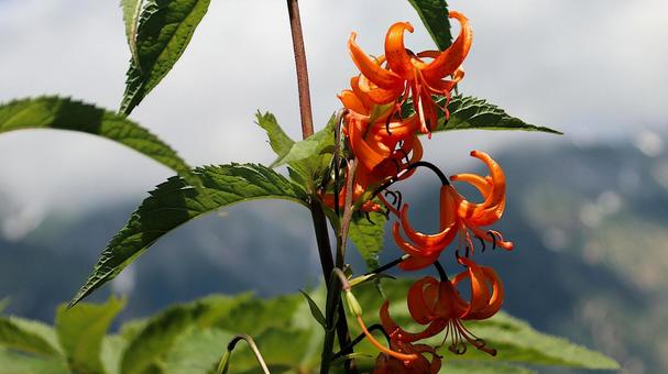 Photo, tiger lily, flower, lily, 