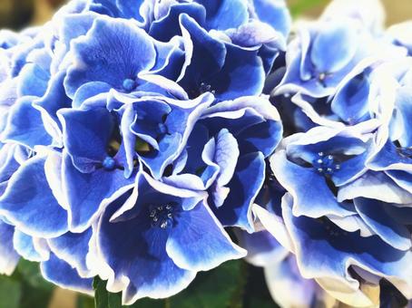 Photo, hydrangea, rainy season, blue, 