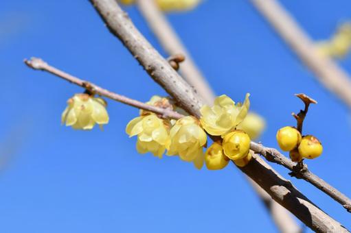 蝋梅の花 蝋梅の花の写真