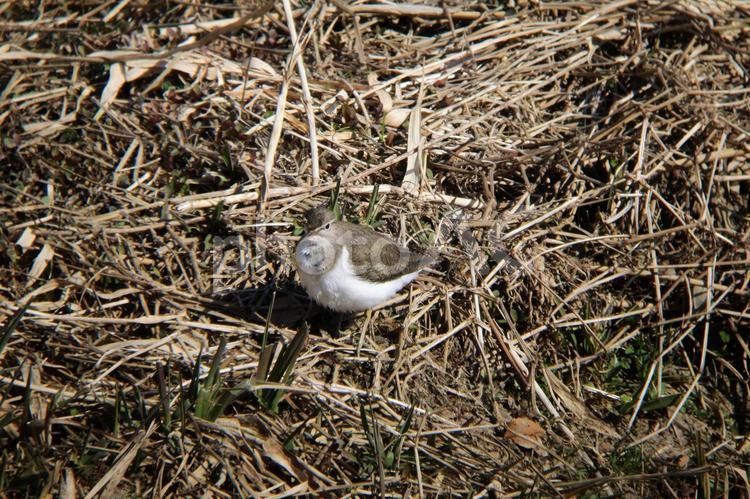 河原の枯草と、イソシギ sandpiper,snipe,かわいいの写真素材