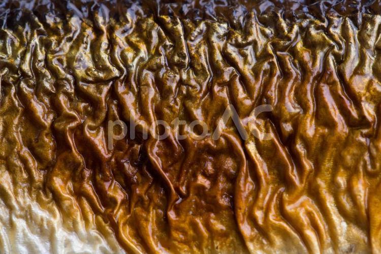 さんまの皮 背景,テクスチャ,魚の写真素材