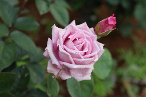 ばら園に咲く綺麗な薔薇を撮影しました 花,薔薇,自然の写真素材