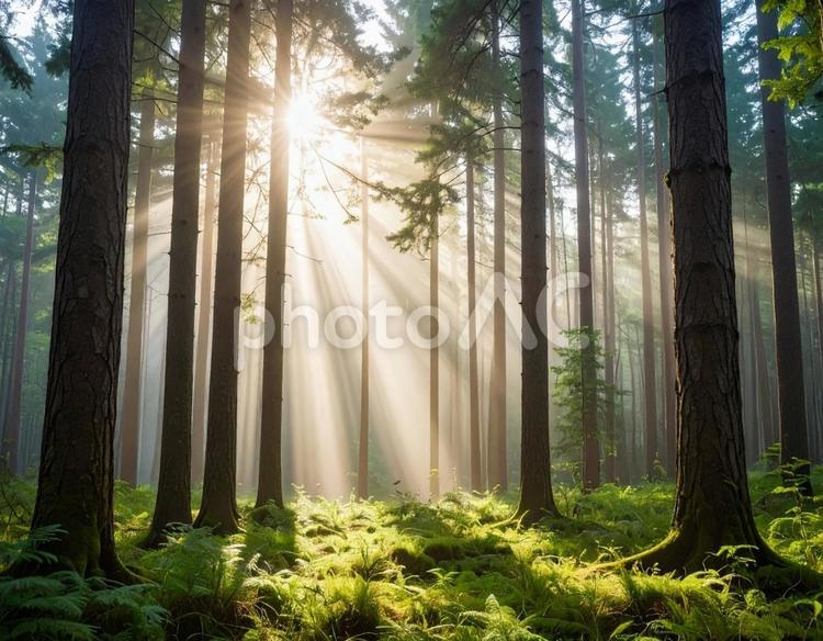森林の隙間から太陽の光 自然,風景,木々の写真素材