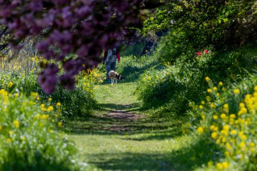 菜の花に囲まれた小路 菜の花に囲まれた小路の写真