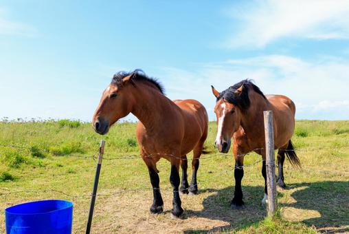 霧多布の馬 霧多布の馬,馬,二頭の写真素材