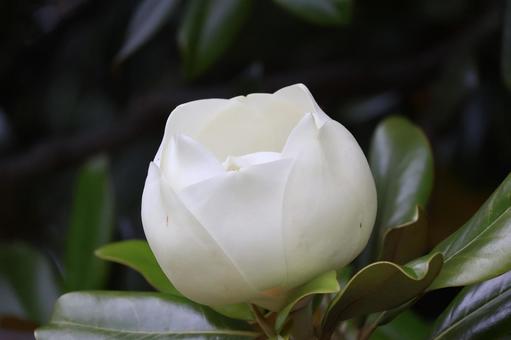白い大きなタイサンボクの開きかけの花 白い大きなタイサンボクの開きかけの花 白い,大きな,タイサンボクの写真素材