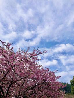 Kawazu cherry blossoms, JPG Kawazu cherry blossoms, JPG