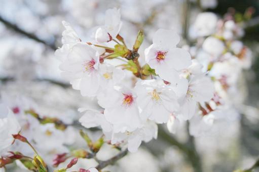桜-138 桜-138 サクラ,ピンク,春イメージの写真素材