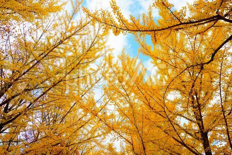 銀杏　イチョウ　空　イチョウ並木　銀杏並木 紅葉,イチョウ,銀杏の写真素材